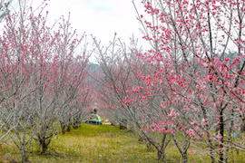 奠边省巴空（Pá Khoang）桃花岛。图自越通社