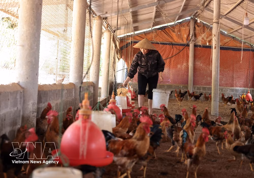 vnanet-agribank-phu-tho-khang-dinh-vai-tro-chu-luc-dau-tu-tam-nong-8188640.jpg