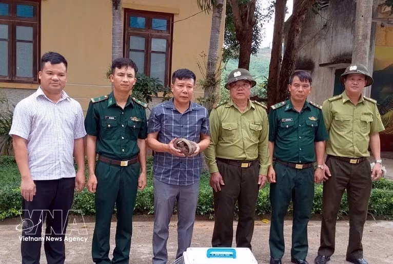 风芽-格邦国家公园生物救护、保护与发展中心接收爪哇穿山甲。图自越通社