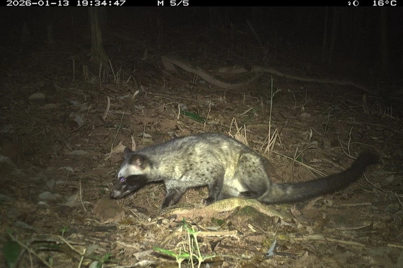 资料图。美山世界文化遗产管理委员会供图