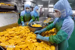用于出口的农产品。图自越通社