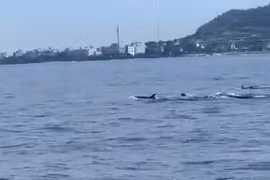 十余只海豚现身李山岛近海 引当地居民游客关注