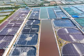 越南清洁水产股份公司的超高密度养虾养殖区。图：越通社
