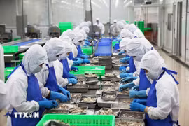 胡志明市一个出口虾初加工生产线 