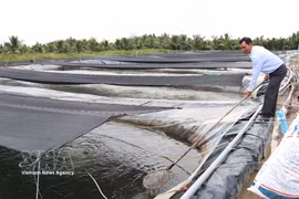 永隆省永金乡九龙水产股份公司的罗非鱼种苗培育场。图自越通社。