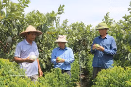 富寿省农业与环境厅副厅长裴辉灵在论坛上发表讲话。图自越通社