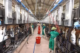越南乳业股份公司（Vinamilk）位于嘉莱省安仁西社仁新集中养殖区的奶牛场正在进行牛奶采收。图自 越通社