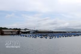 隆山乡朗河上的水产养殖网箱已实现通信信号覆盖，并因数字化转型而受益匪浅——养殖户在生产中应用科学技术，并通过网络平台销售产品。图片来源：越通社