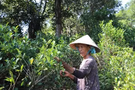 古茶树既是村民稳定收入来源，也是承载广义地域文化的珍贵遗产 图自越通社