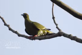 达克容自然保护区共记录到228种鸟类，隶属55科、17目，其中35种为此前研究未收录的鸟类