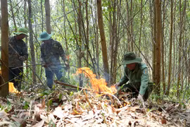 得乐省旱季高峰期，林农在林区清理焚烧林下植被，以降低森林火灾风险。图自越通社