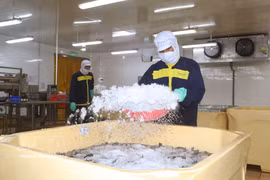 金瓯省企业应用科技于虾类生产 提升产量与质量 图自越通社