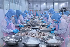 在安江省辉南公司加工出口章鱼。图：越通社