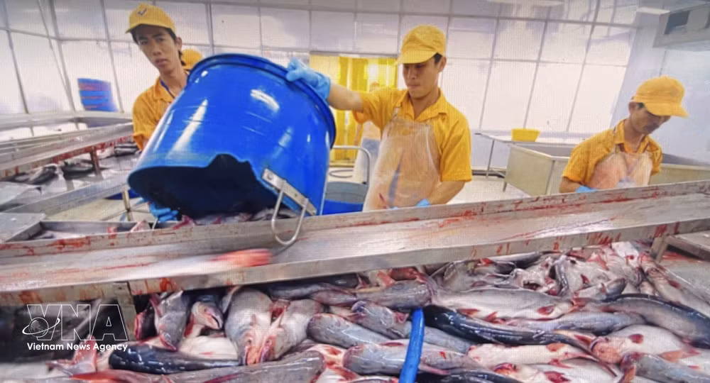 vnanet-potal-cptpp-la-khoi-thi-truong-nhap-khau-nhieu-ca-tra-thu-2-cua-viet-nam-trong-thang-12025-7880151.jpg