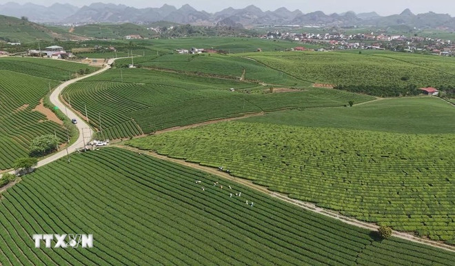 木州茶叶高原。图自越通社 che-moc-chau.jpg