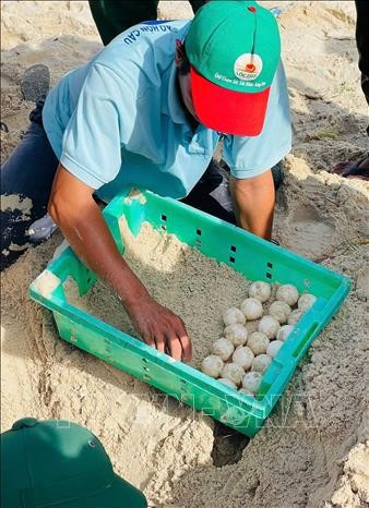勾岛海洋保护区工作人员与志愿者已将全部海龟蛋收集并转移至巡逻队孵化区妥善保存。图自越通社 vna-potal-lam-dong-rua-bien-quay-tro-lai-de-trung-o-bai-bien-hon-cau-stand-1.jpg