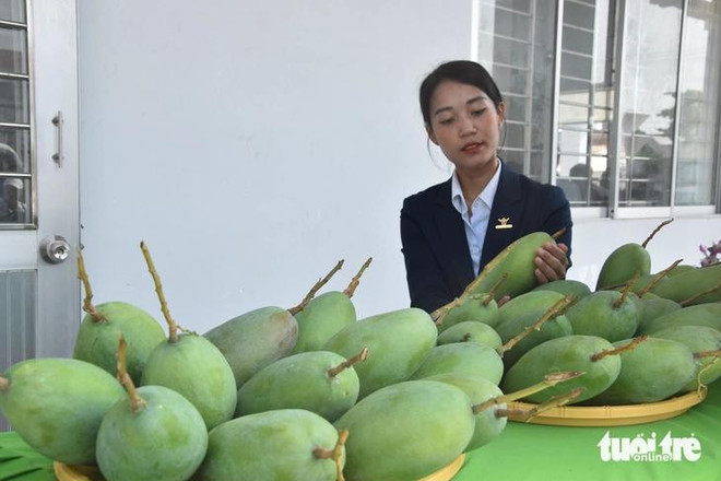前江省向美国市场出口首批青皮芒果。图自tuoitre.vn base64-17423676072021034553558.jpg