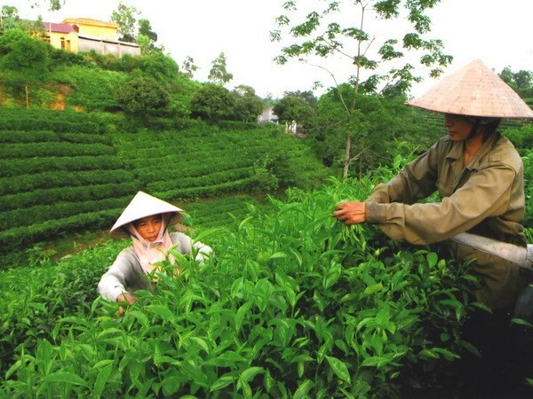 太原省积极开发“一乡一品”茶叶产品。图自越通社 0725-che-thai.jpg