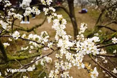 二月份春旅，走进童话般的花乡