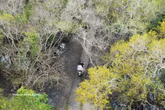 顺化茹茶原始红树林入秋：金黄花开满林 诗意宁静醉游人