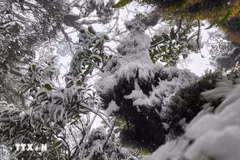 一周要闻：越南安沛省斜处峰3月意外出现冰雪