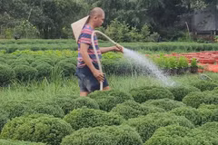 花开迎新春：永隆省花农忙碌护花备战春节