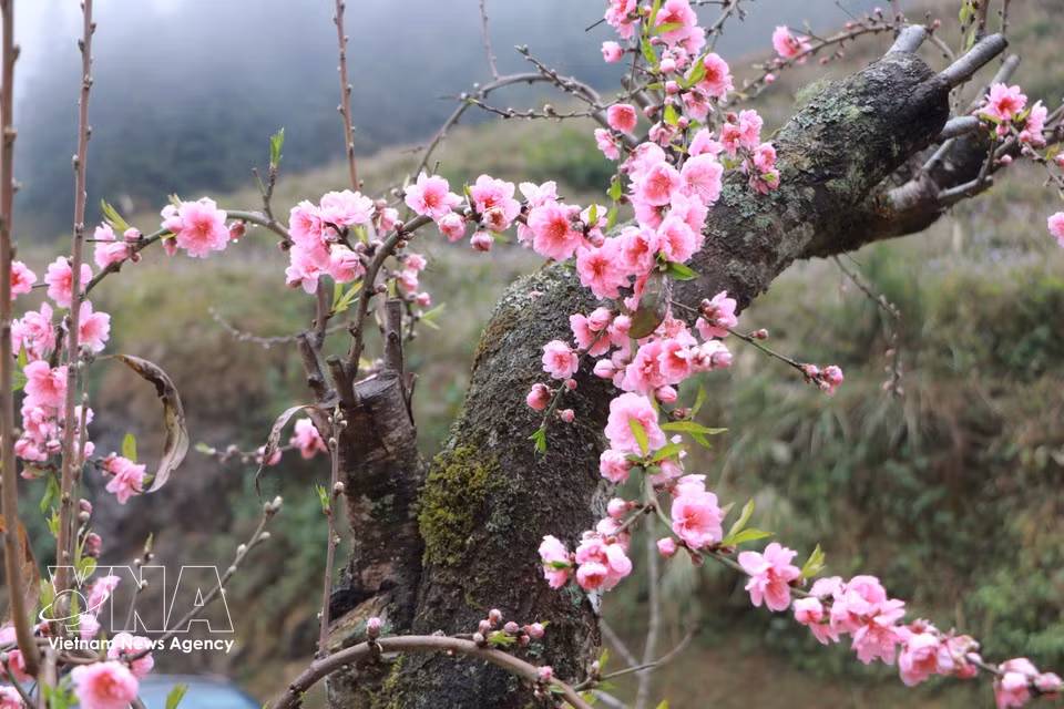 桃花盛开意味着告别过去一年，新的一年将至。图自Vietnam+