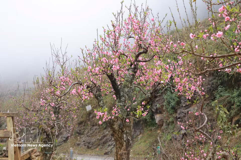 今年农历闰六月，春节来得晚，桃花早绽放。图自Vietnam+