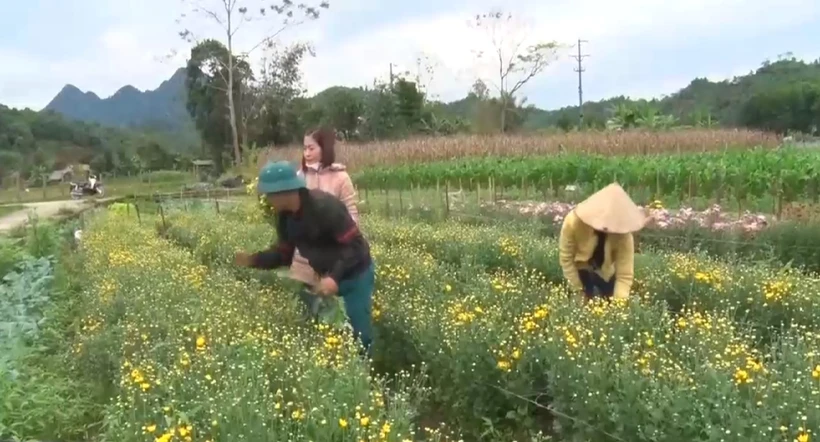 河江省花农们照顾菊花。图自越通社