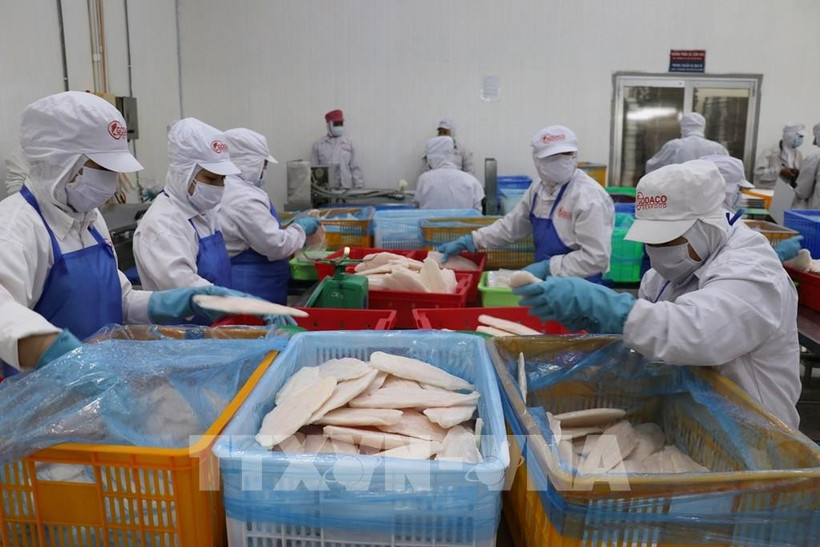 2025年前4个月越南水产出口强劲反弹，营业额达33亿美元，同比增长21％。图自越通社