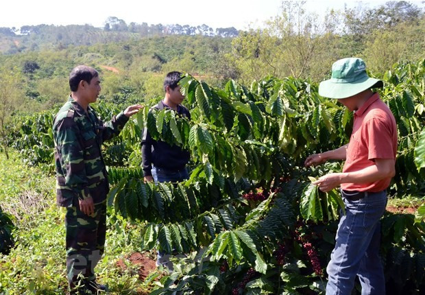 为西原地区少数民族提供咖啡种植技术支持。图自Vietnam+