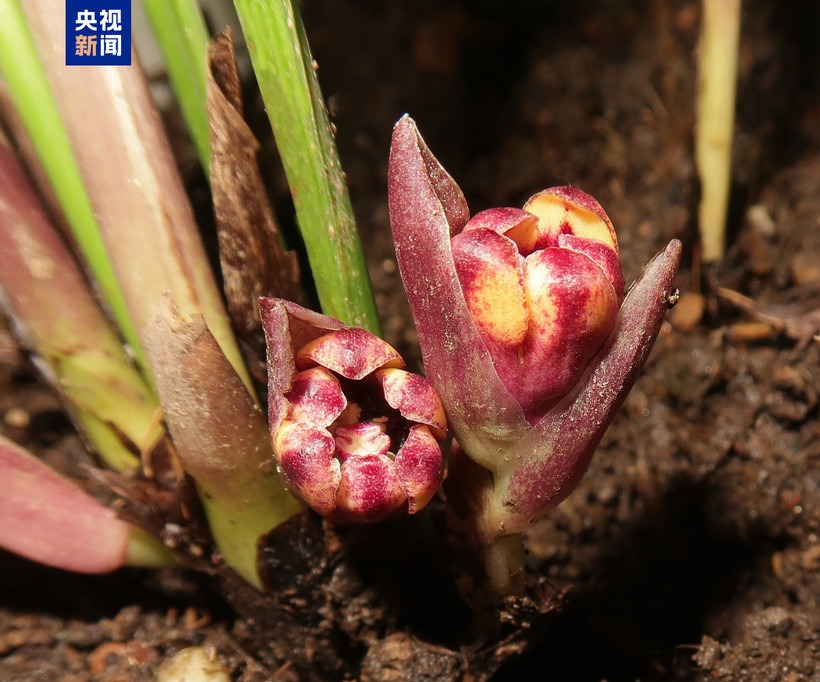 新发现的一种植物。图自越通社