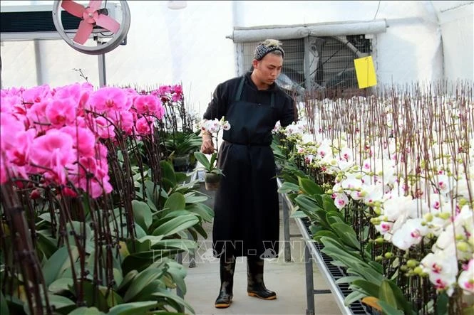 越南花卉行业年产值增长约6%至8%。图自越通社