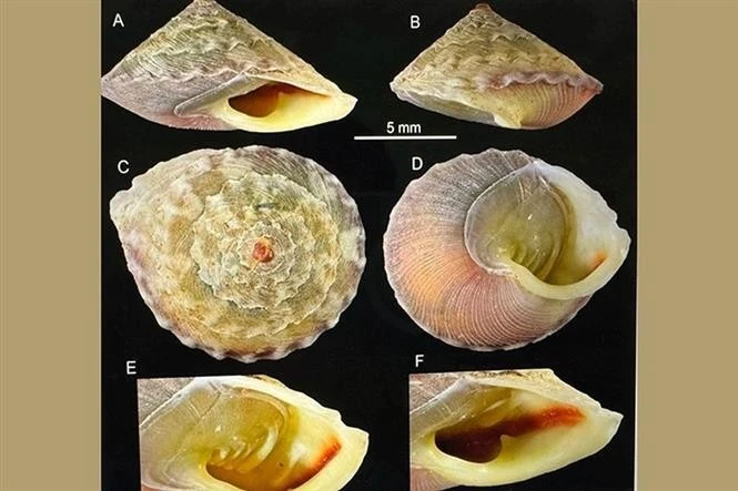越南发现一种新蜗牛物种 名称为“韩松洞锥形蜗牛”。图自越通社