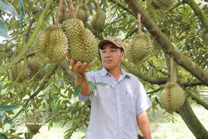 2026年上半年，越南榴莲出口额达近11亿美元，同比增长32%。图自越通社