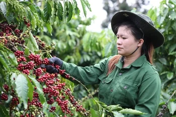 工人采摘咖啡果。图自越通社