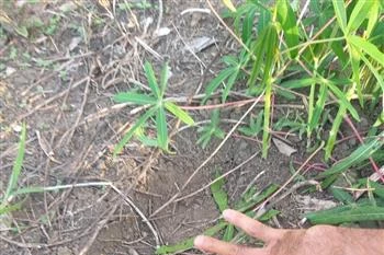 嘉莱省：诸博容边境县出现野象群