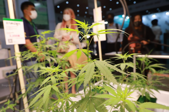 附图:泰国将大麻重新列入毒品清单。图自Bangkok Post anh_minh_hoa_bangkok_post.jpeg.jpg