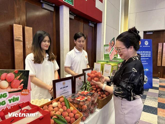 兴安省鸡蛋荔枝是该省芙渠县独有的一种水果。图自Vietnam+ 红河3.webp