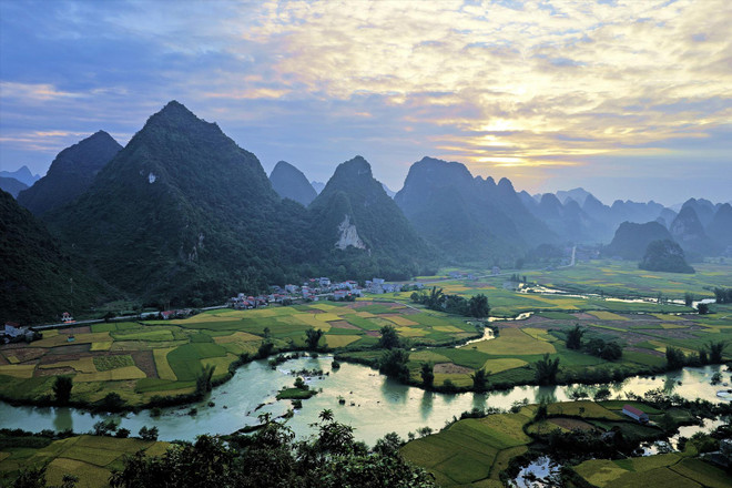 重庆道路到处披上金黄的新衣。图自越通社 7-nguyen-thang-2-2-15-48-53.jpg