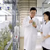 太平种子集团股份公司是越南领先的作物种子企业之一，拥有30种作物的品种权；拥有3家符合国际标准的工厂。图自越通社