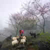 本土文化为越南旅游目的地的独特吸引力做出贡献。图自Vietnam+