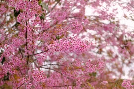 漫山粉樱迎客，尽享大叻花城最美时节