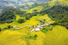 金黄梯田铺满西昆岭脚下 宣光省秋色美如画