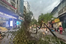 突发强雷雨袭击河内，多条街道树木被强风刮倒