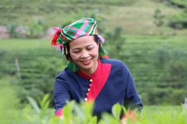 茶人阮氏海：以现代农业经济思维提升罗平茶叶价值