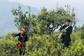 河江：西昆岭森林中百年老茶树进入春茶采摘季