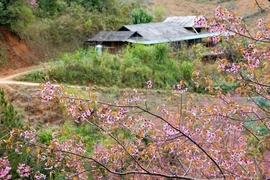 木江界山区冬樱花璀璨绽放