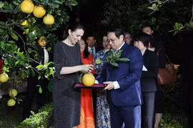 推动越南与新西兰关系迈上新台阶