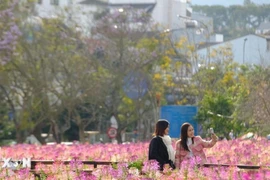 大叻：春节假期热门旅游地